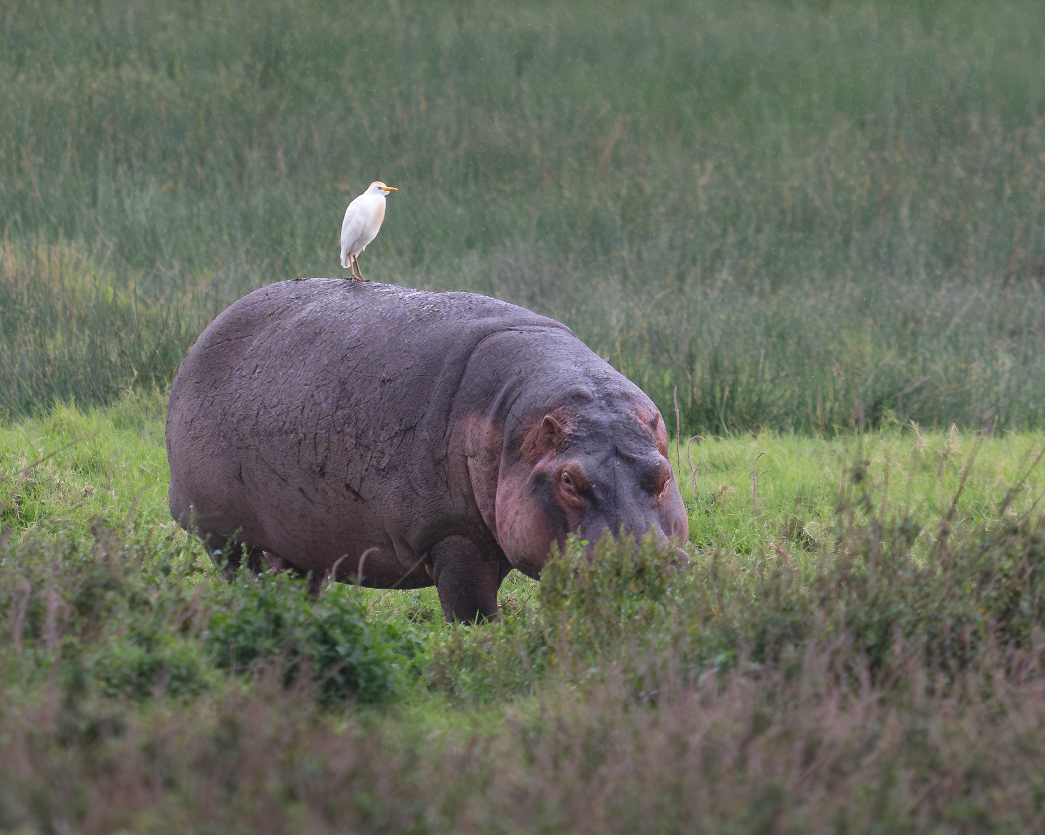 a bird on top of a hippo
