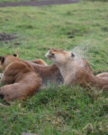 a group of lions lying in grass