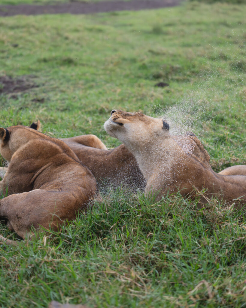 a group of lions lying in grass
