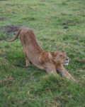 a lion stretching in the grass