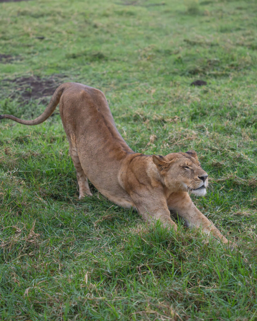 a lion stretching in the grass