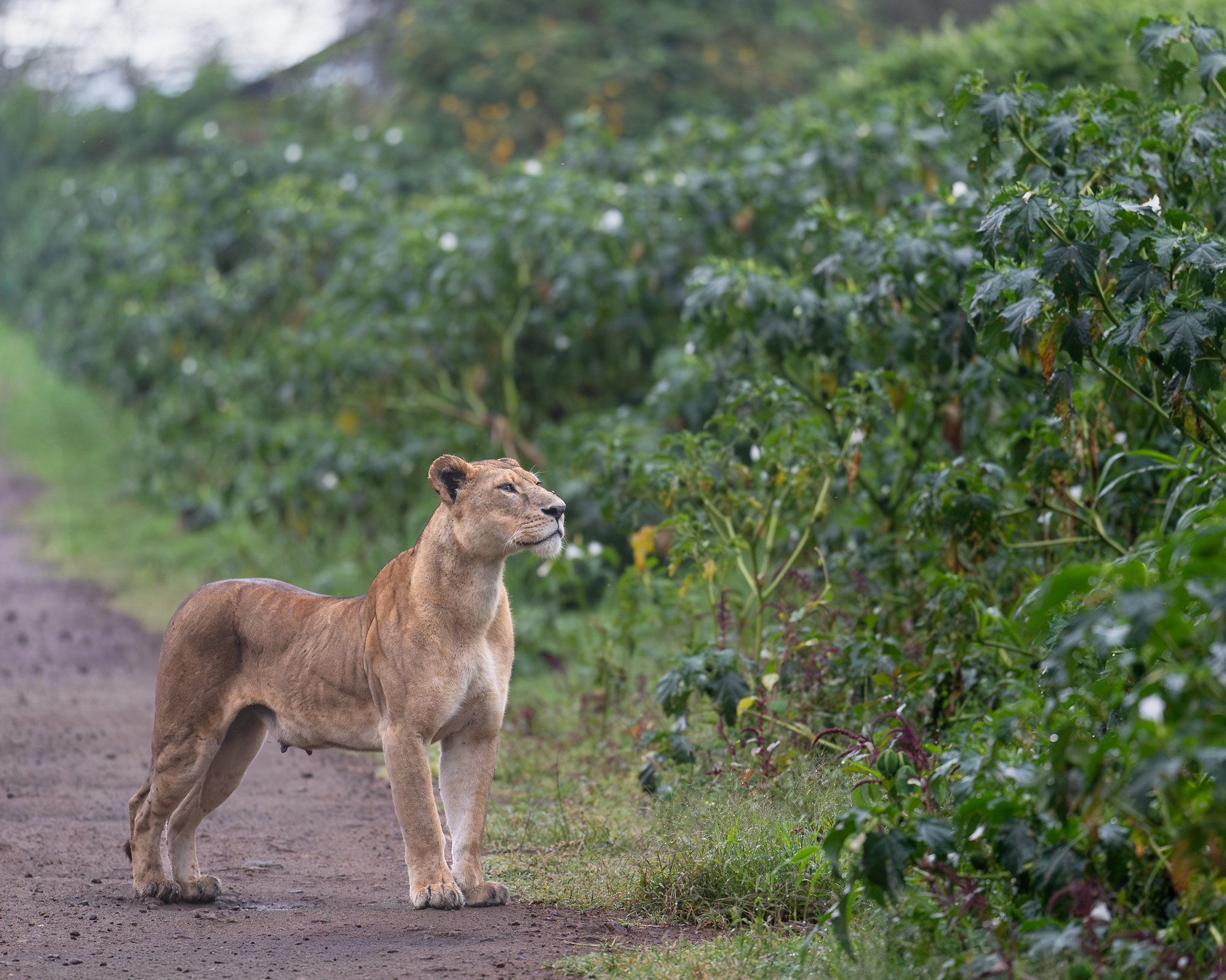 a lion standing on a dirt road