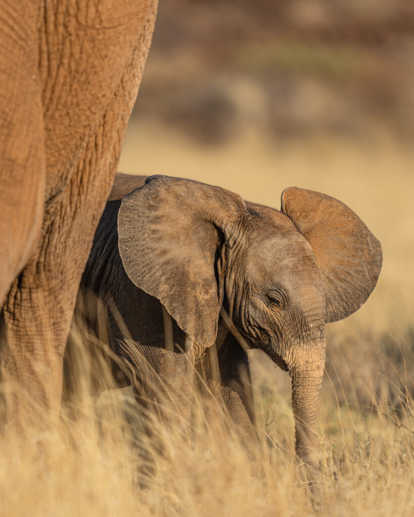 a baby elephant in tall grass