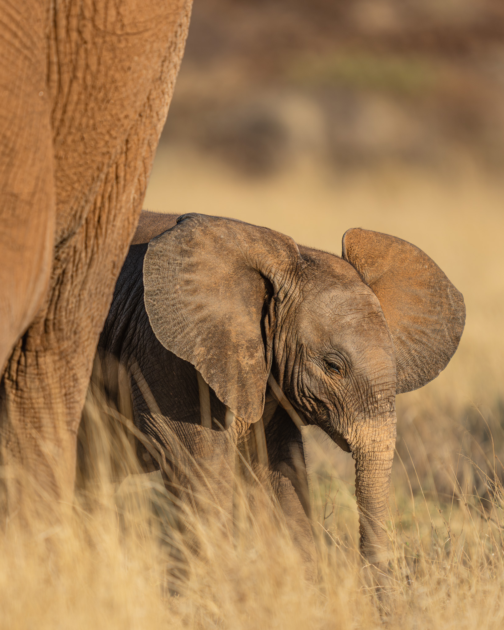 a baby elephant in tall grass