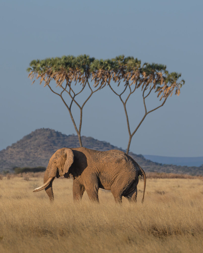 an elephant walking in a field with trees in the background