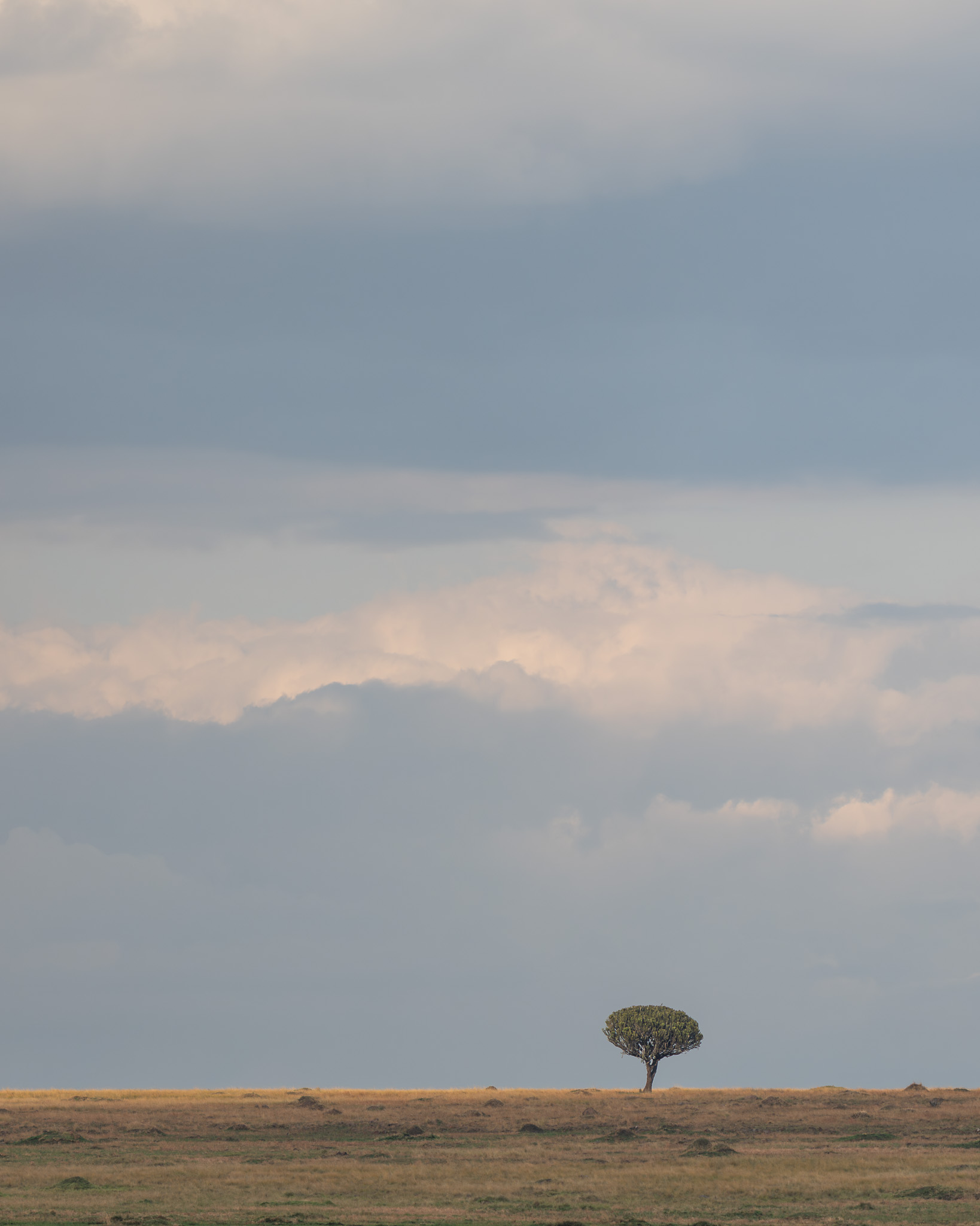a tree in a field