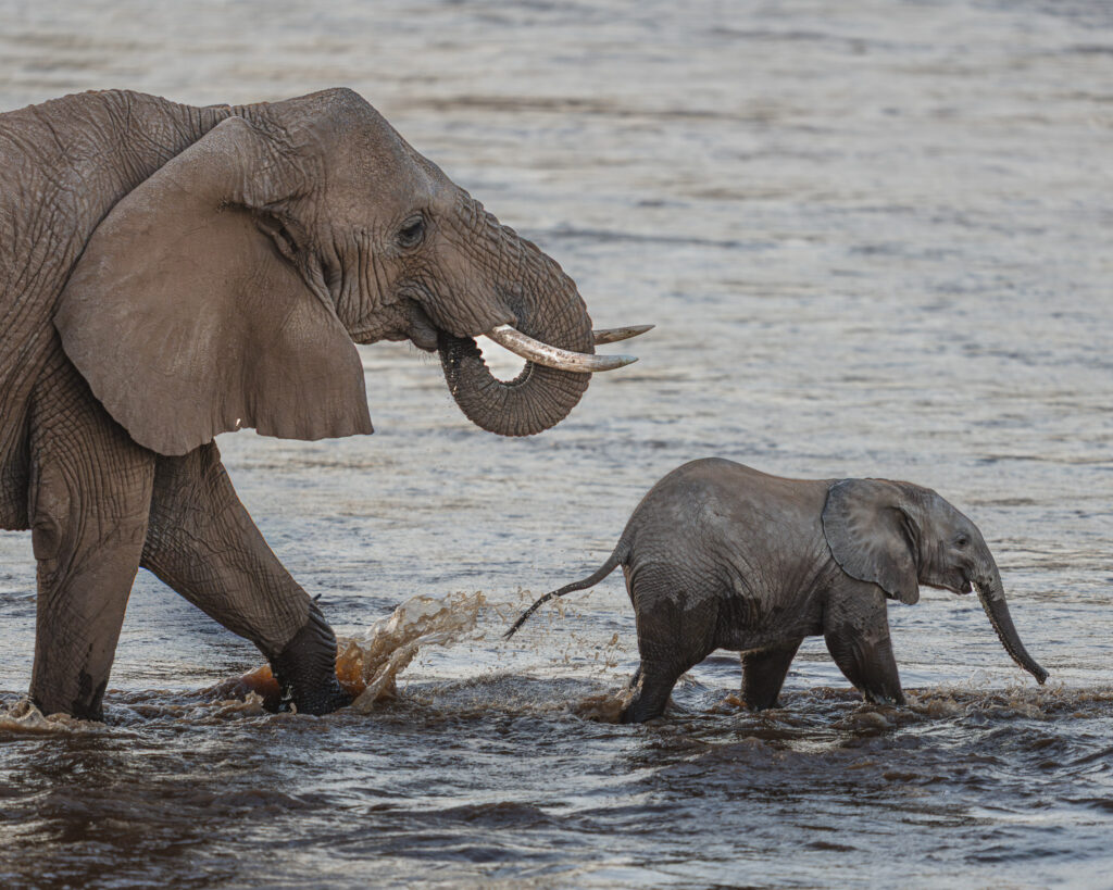 a elephant and baby elephant walking in water
