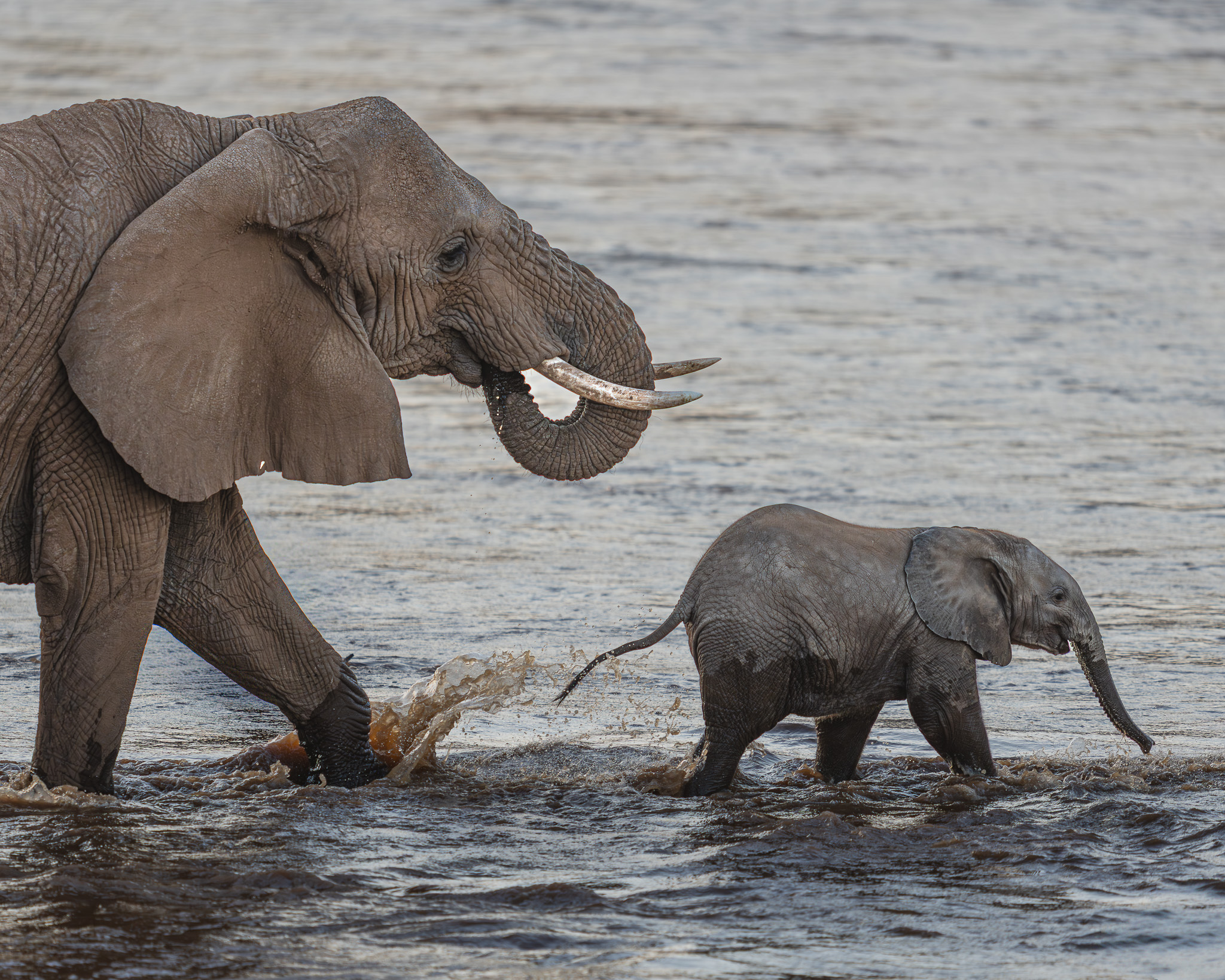 a elephant and baby elephant walking in water