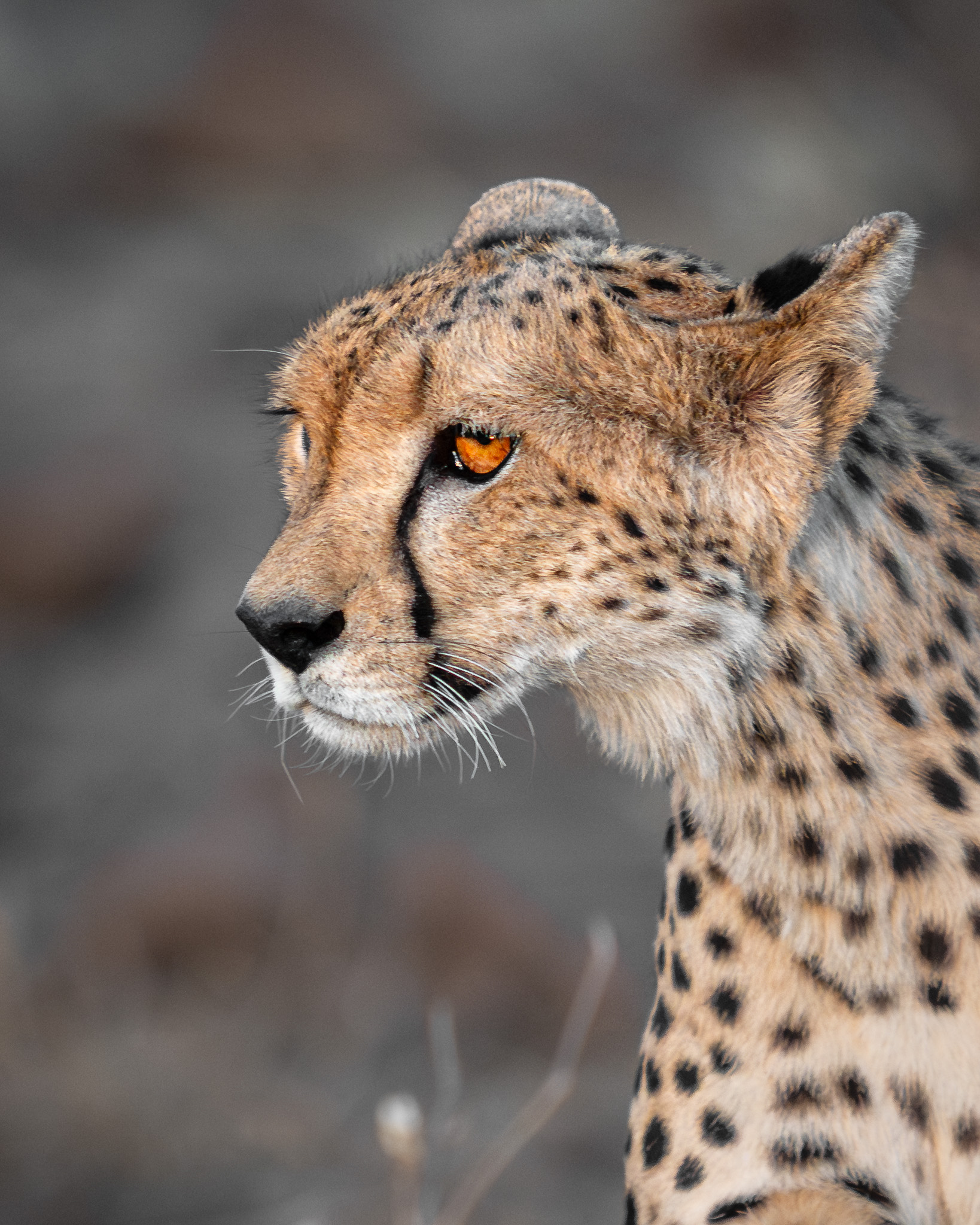 a cheetah looking away