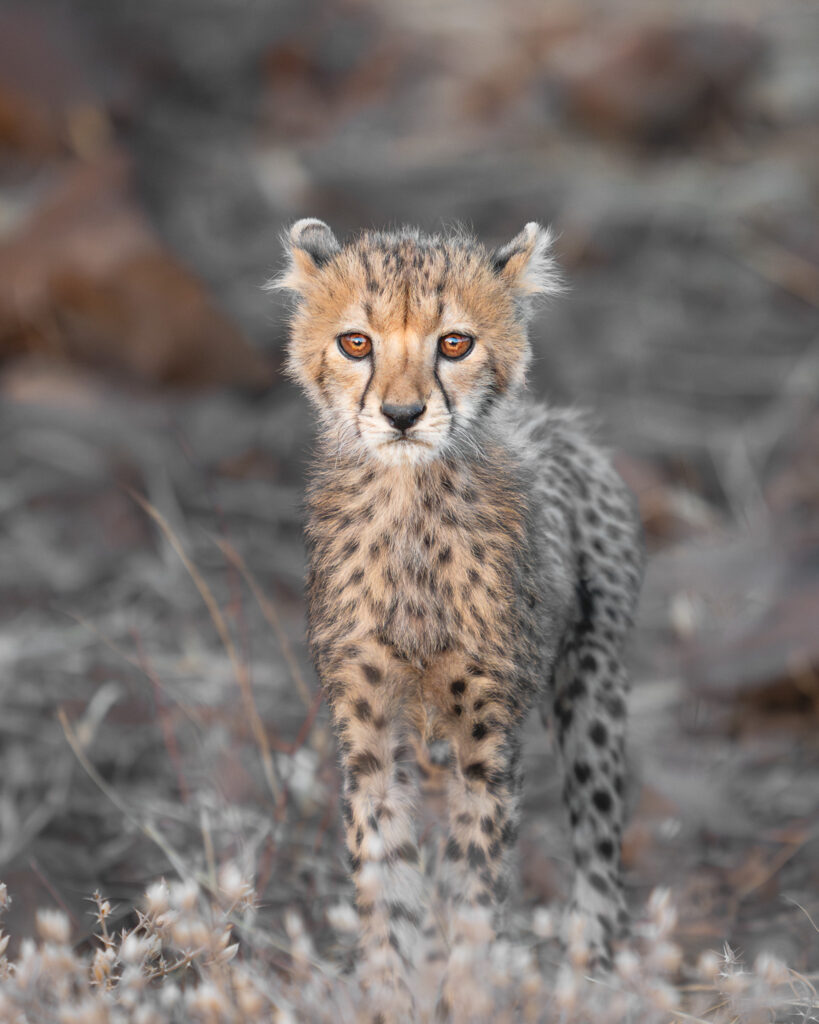 a cheetah cub standing in the grass