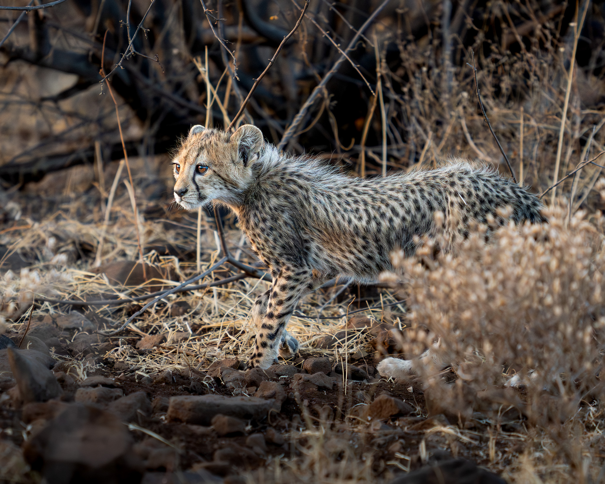 a cheetah cub in the wild