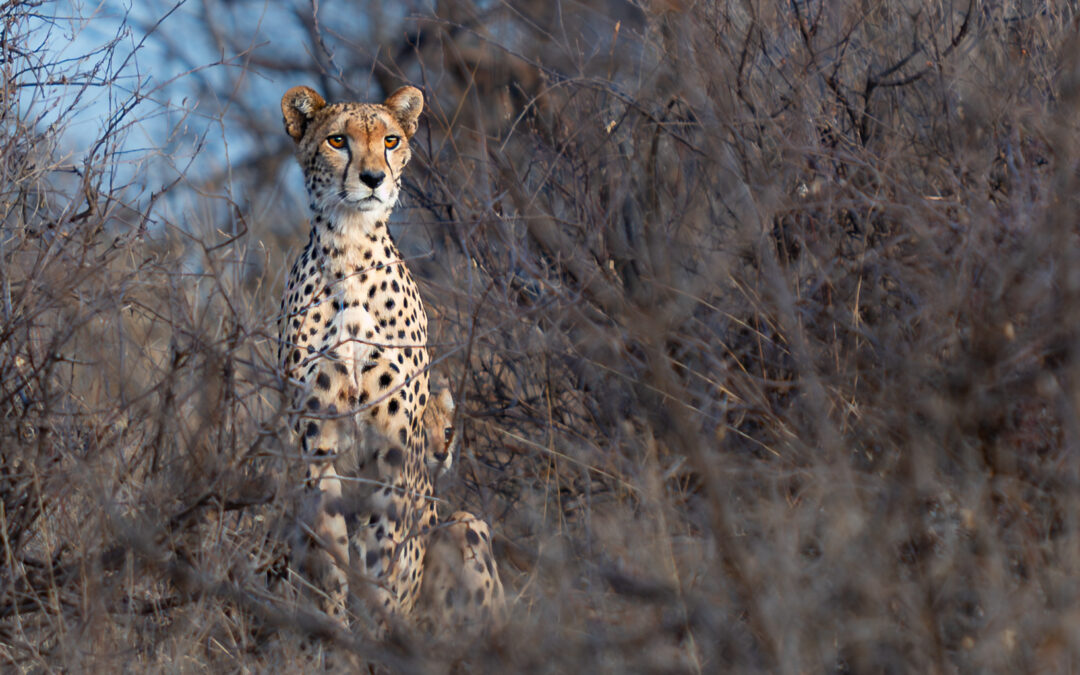 My First African Safari, Part I: Introduction