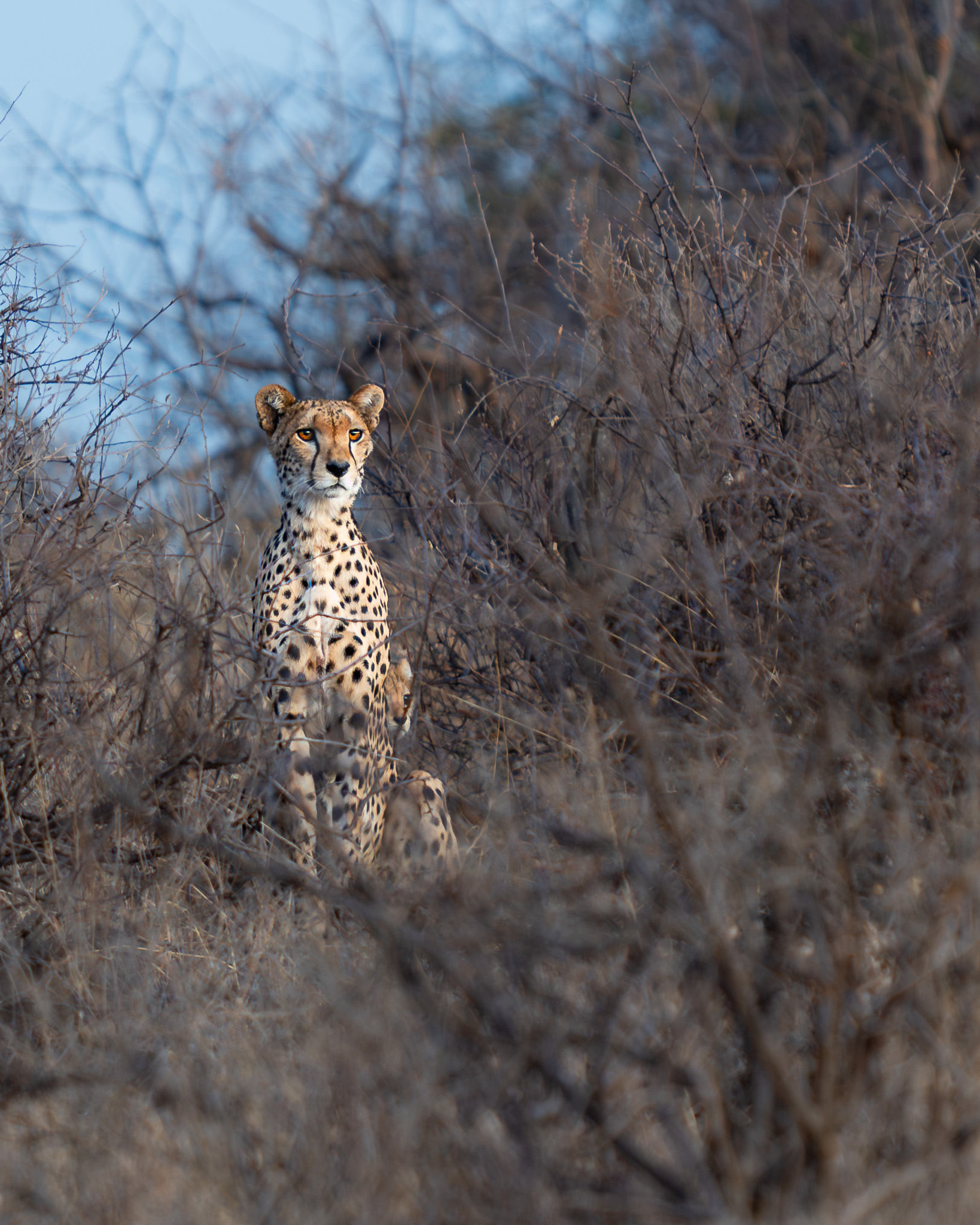 a cheetah sitting in the grass