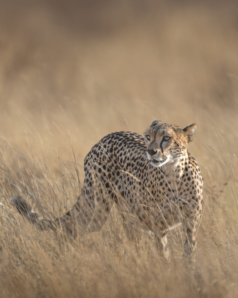 a cheetah in a field of tall grass