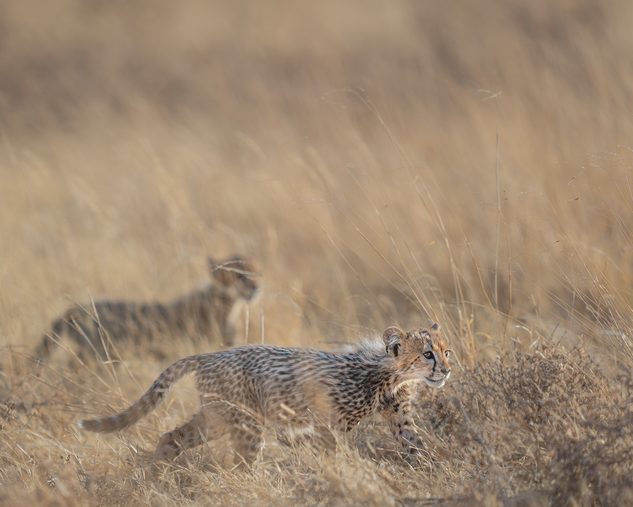 a cheetah cubs in tall grass