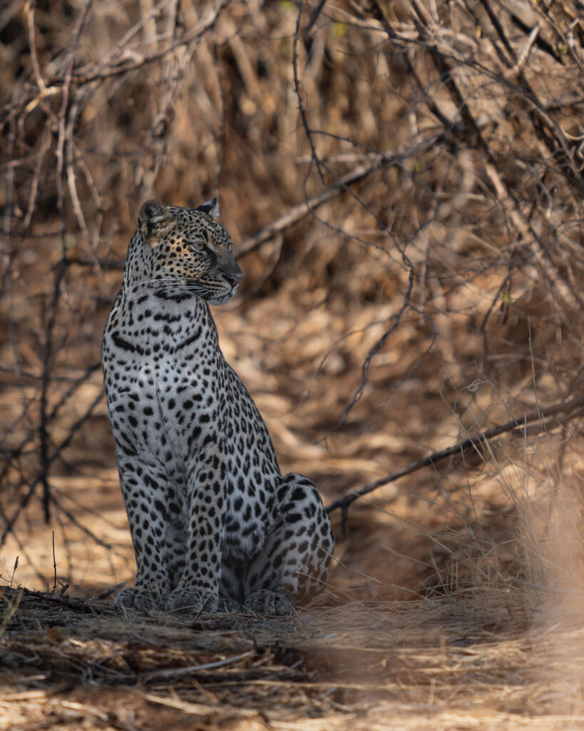 a leopard sitting in the woods