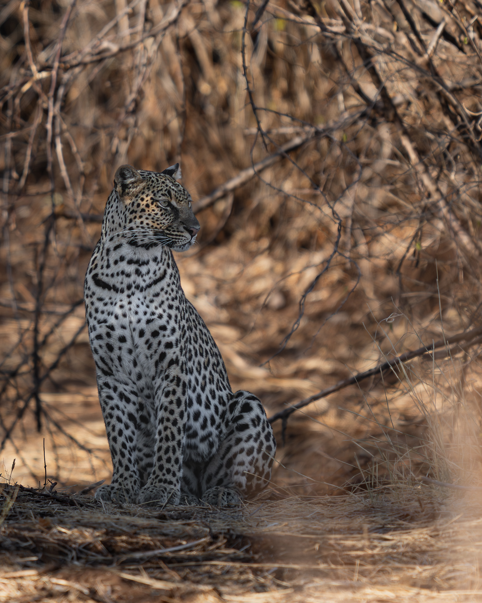a leopard sitting in the woods