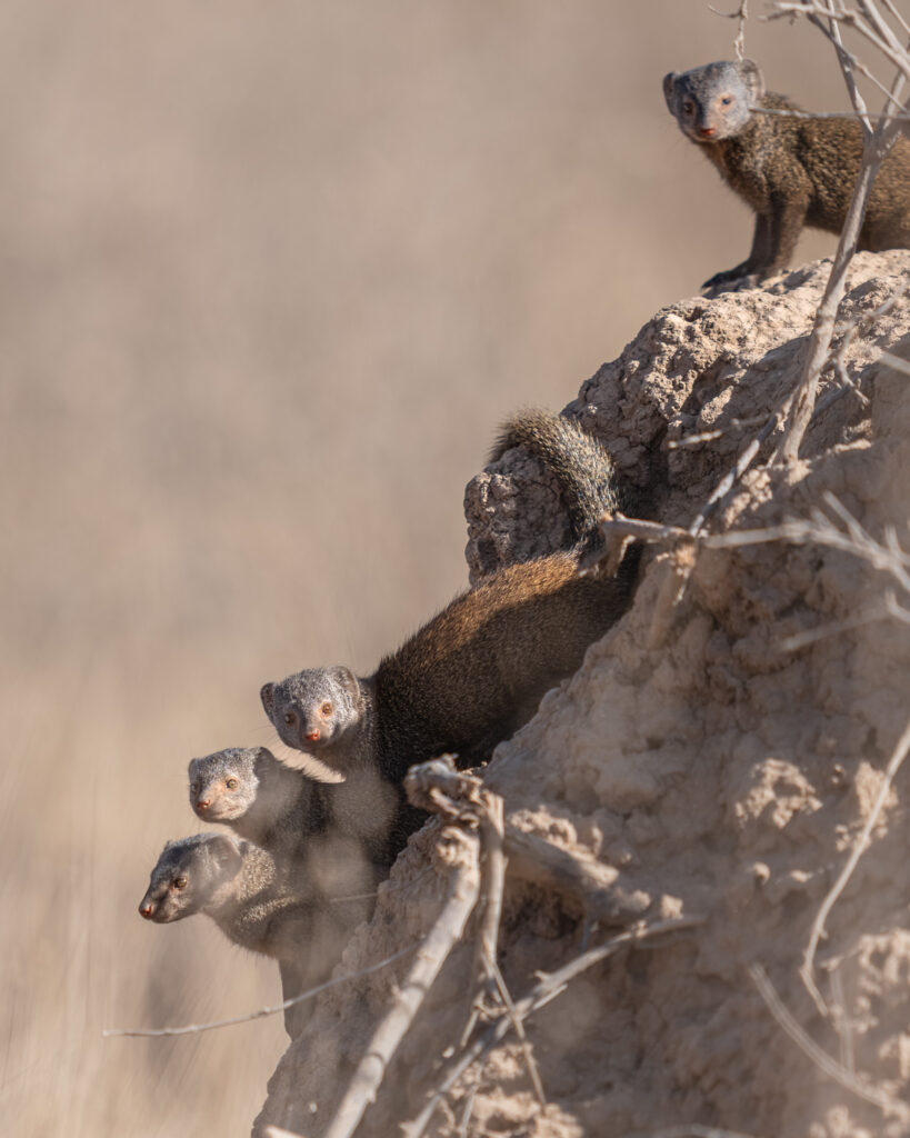 a group of animals on a rock