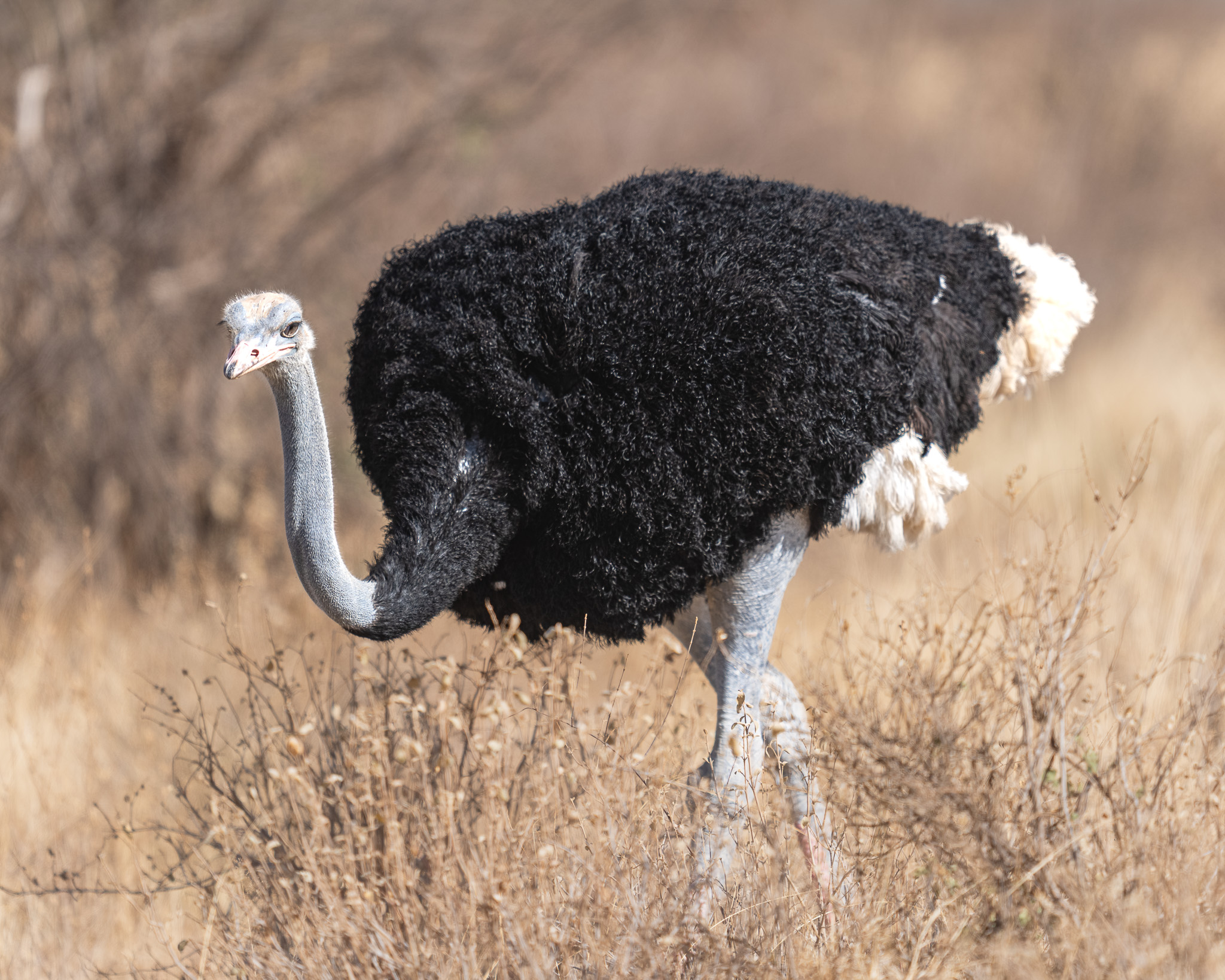 a ostrich in a field