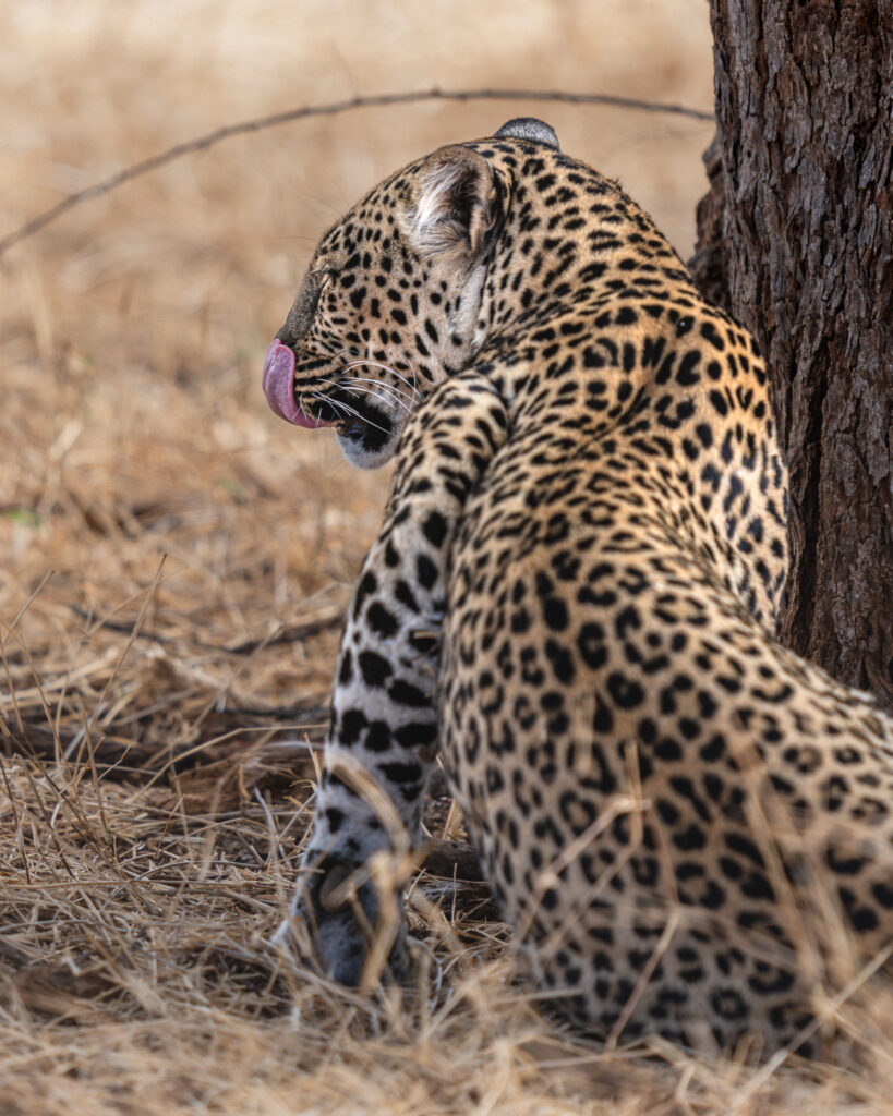 a leopard licking its paw