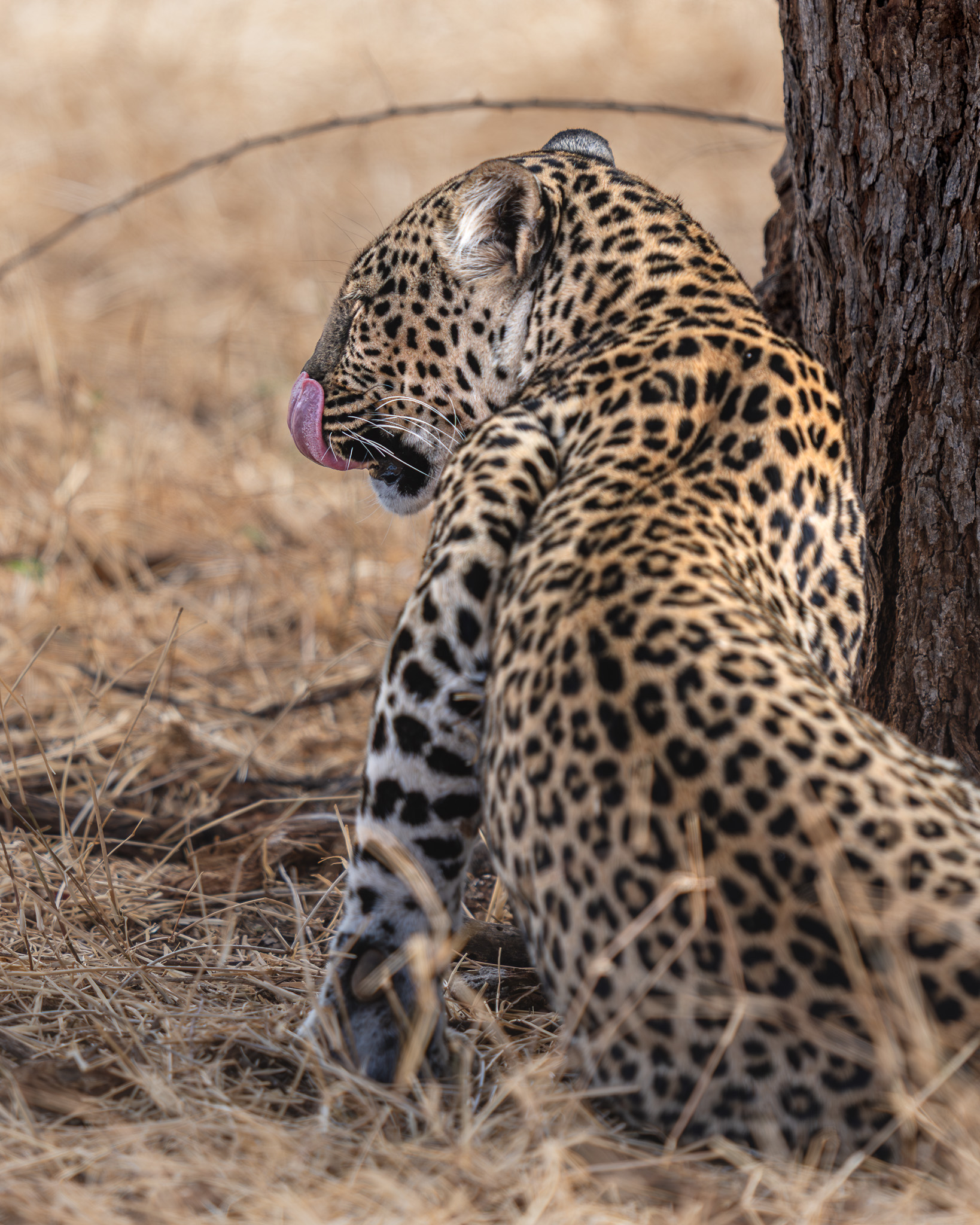 a leopard licking its paw