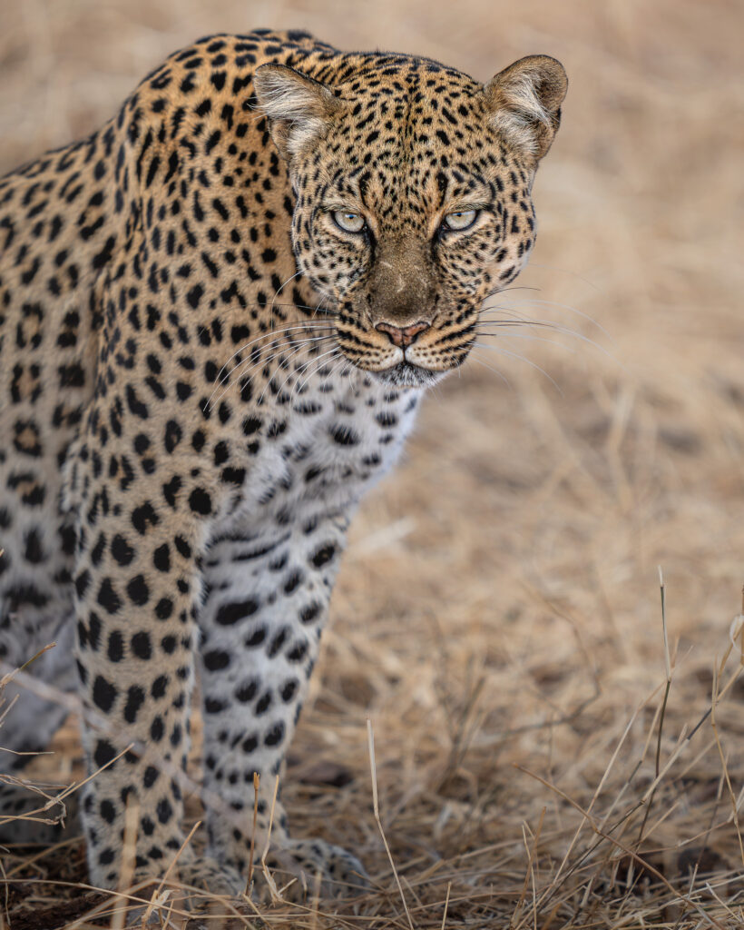 a leopard standing in dry grass