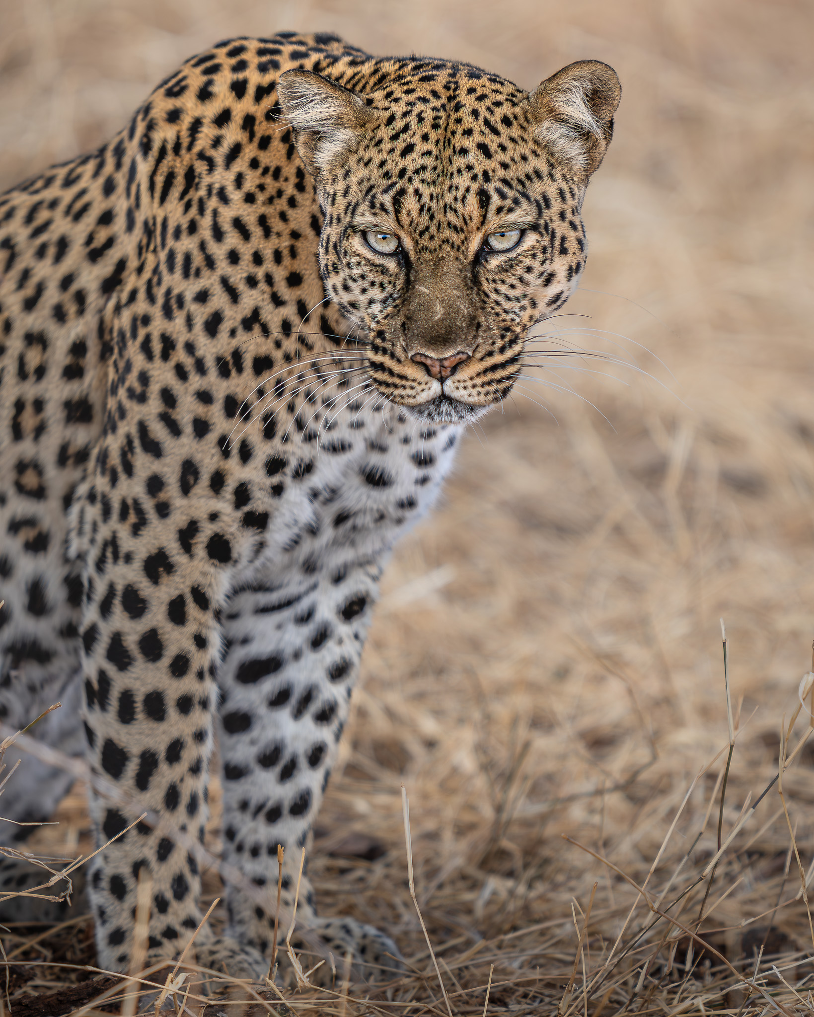 a leopard standing in dry grass