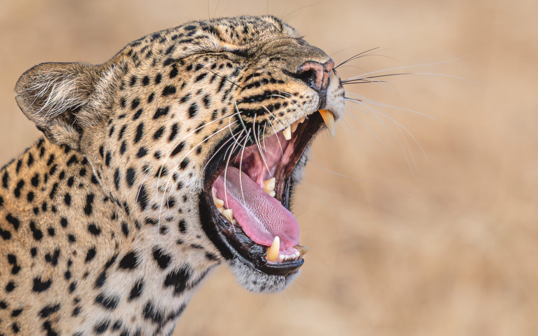 My First African Safari, Part III: The Villainous Leopard