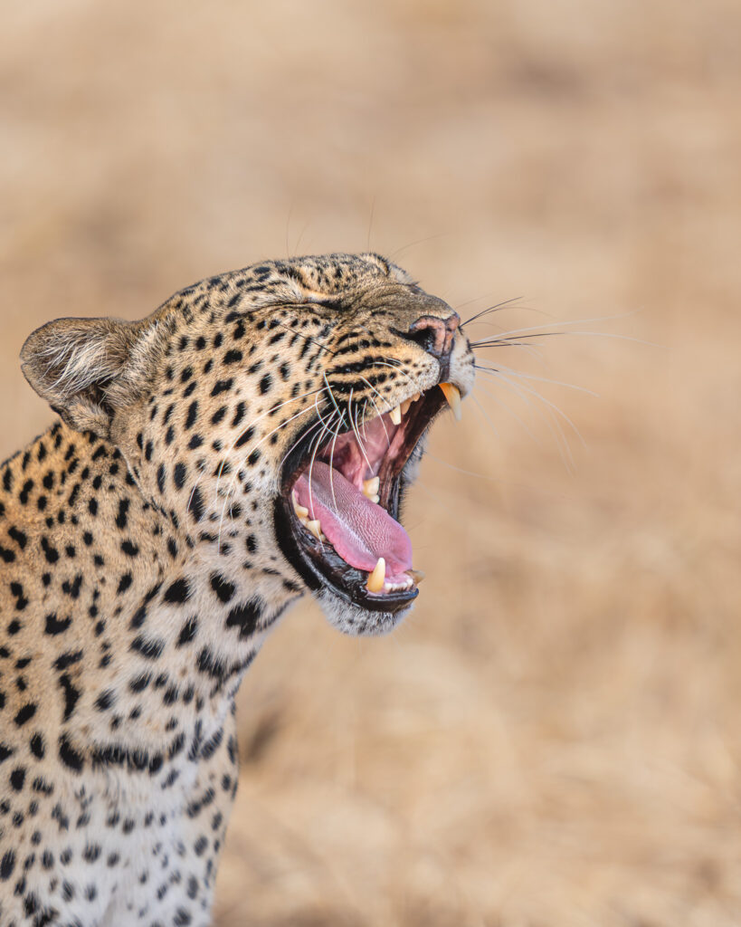 a leopard with its mouth open
