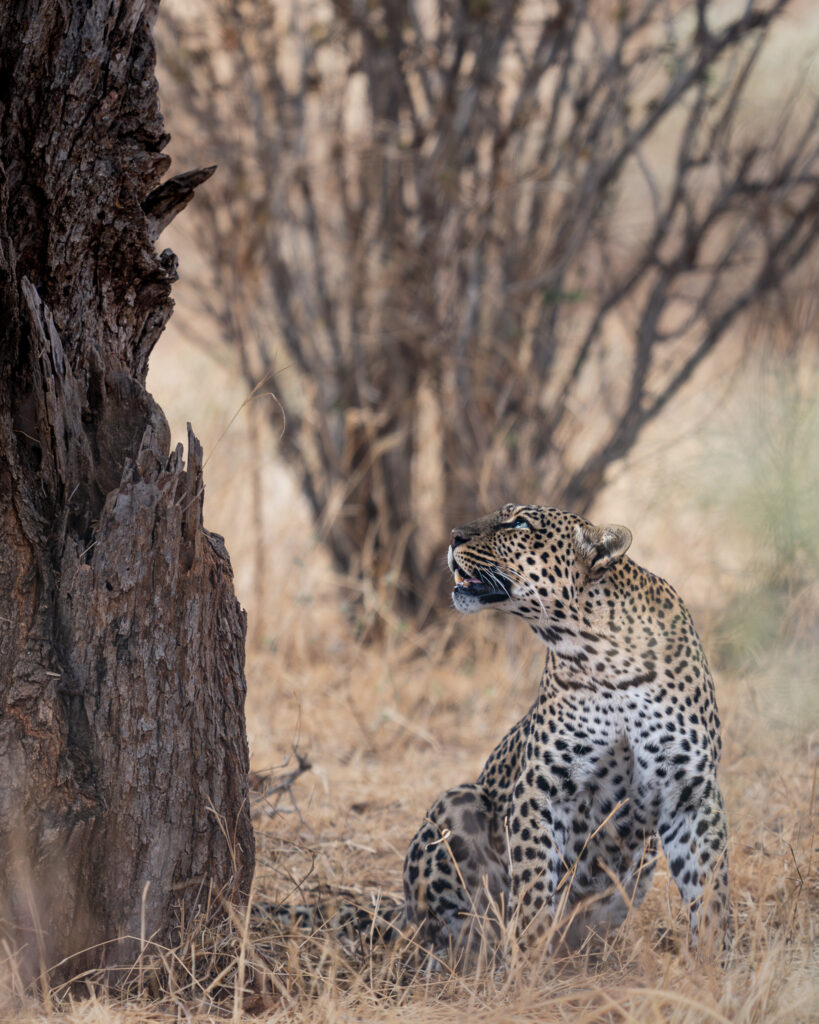 a leopard sitting next to a tree