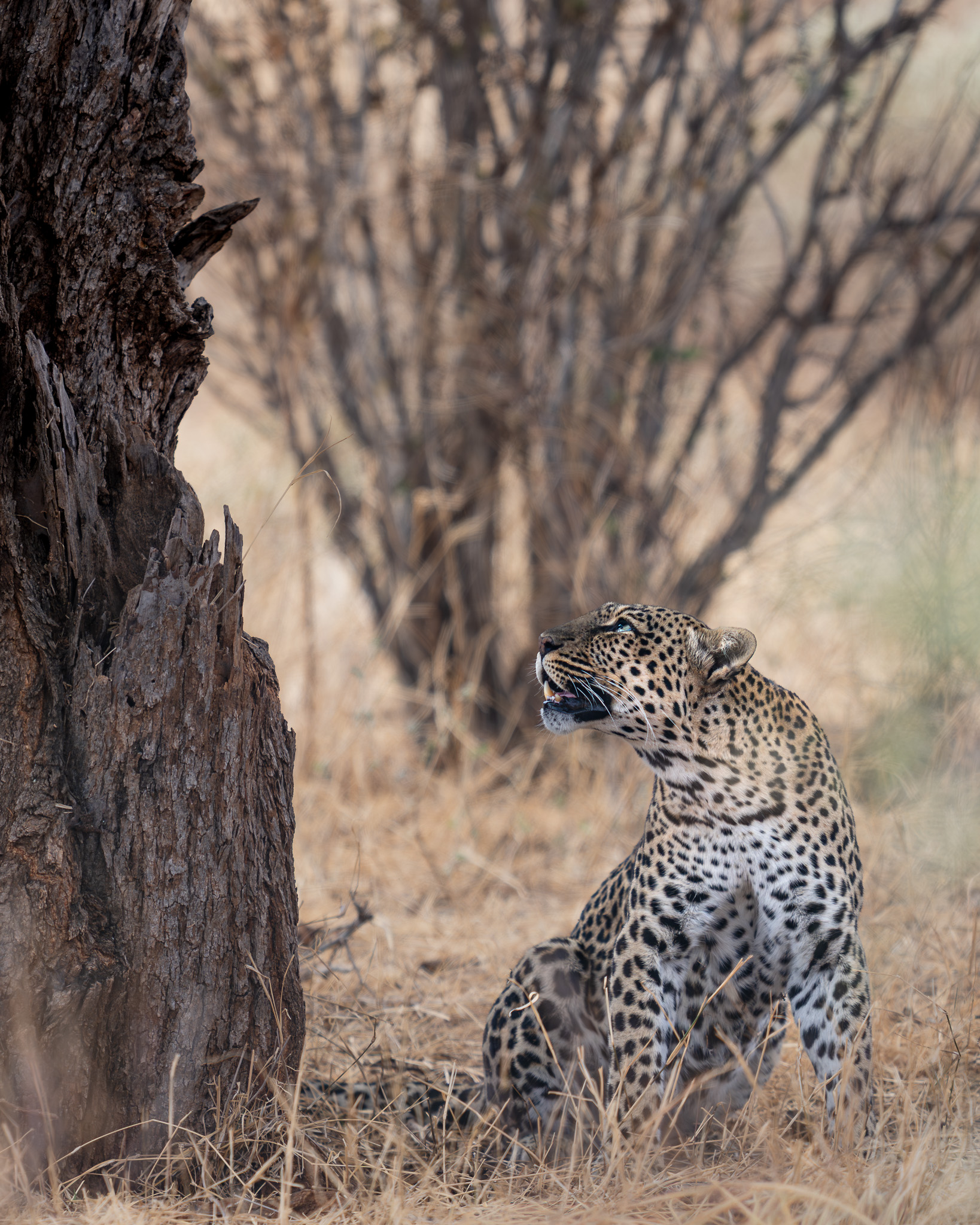 a leopard sitting next to a tree