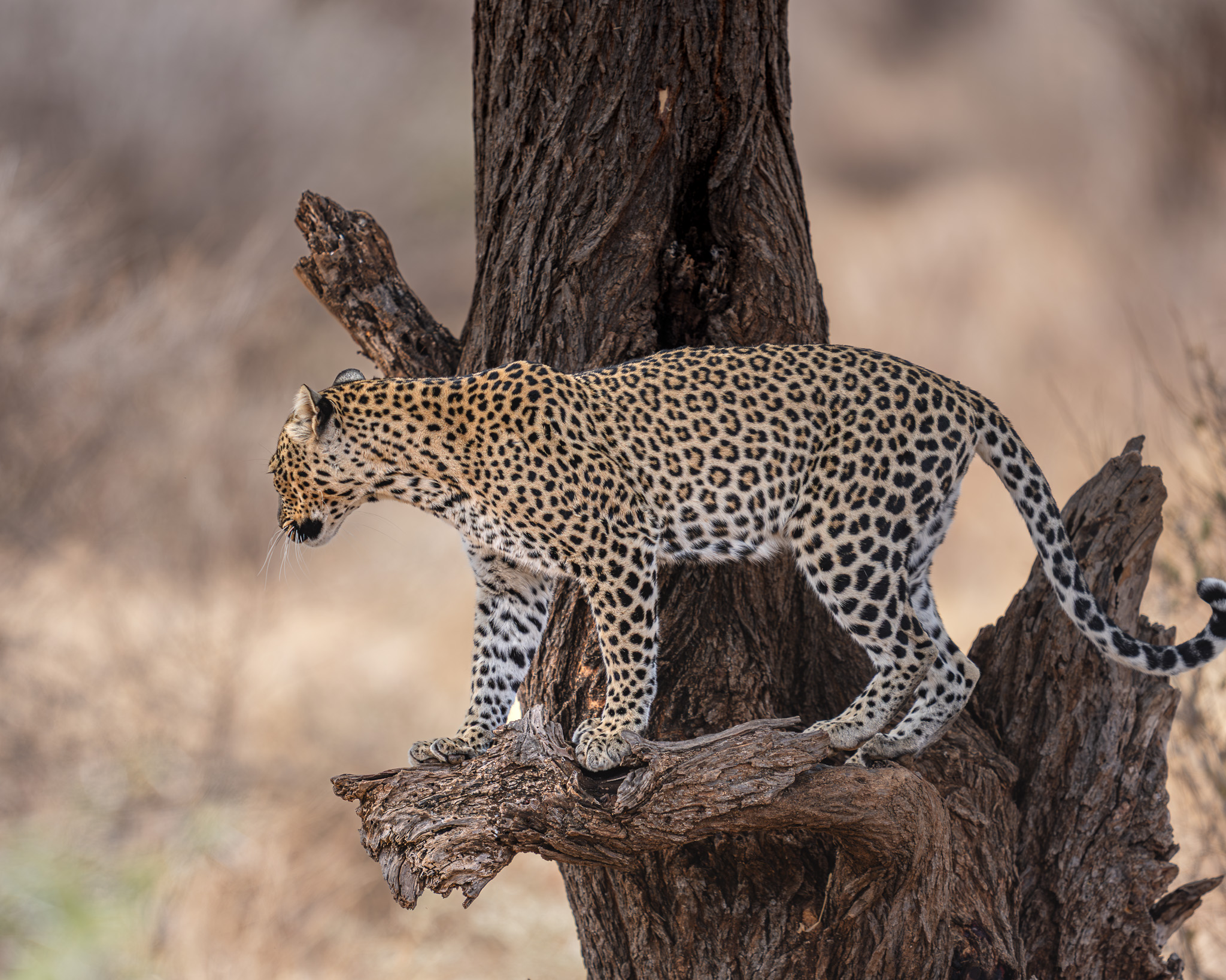 a leopard standing on a tree branch