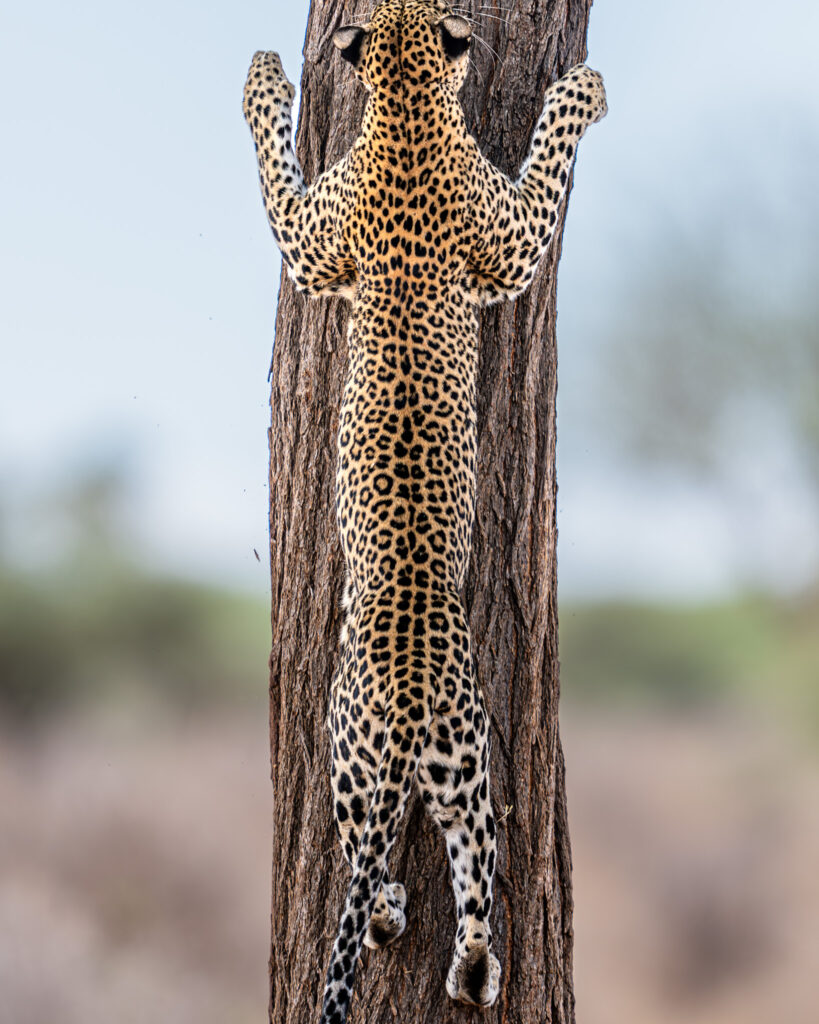 a leopard climbing a tree