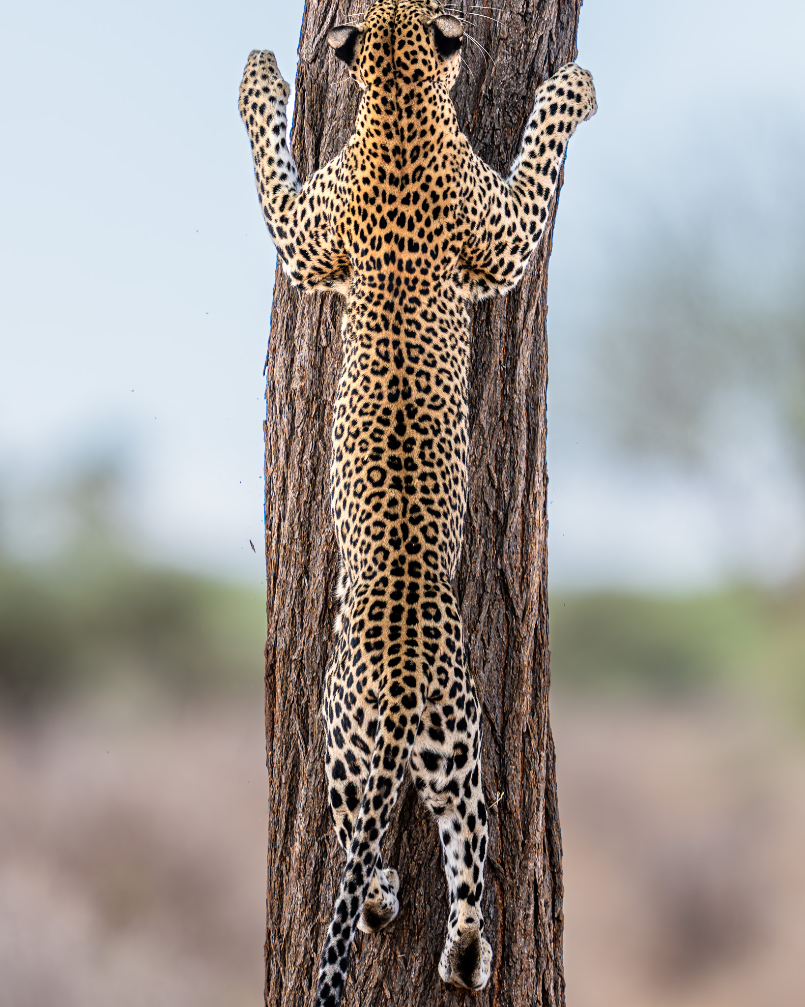 a leopard climbing a tree