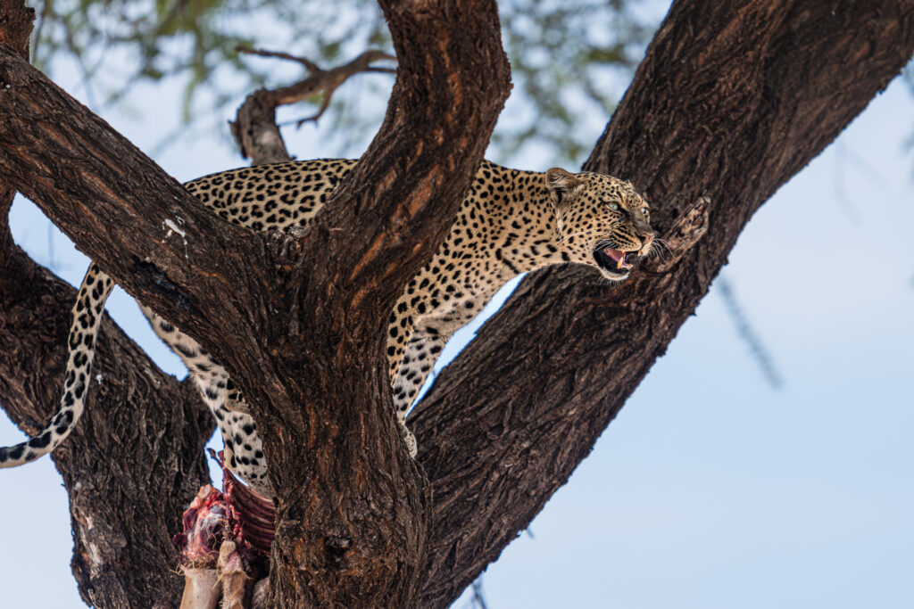 a leopard eating a carcass of a carcass in a tree