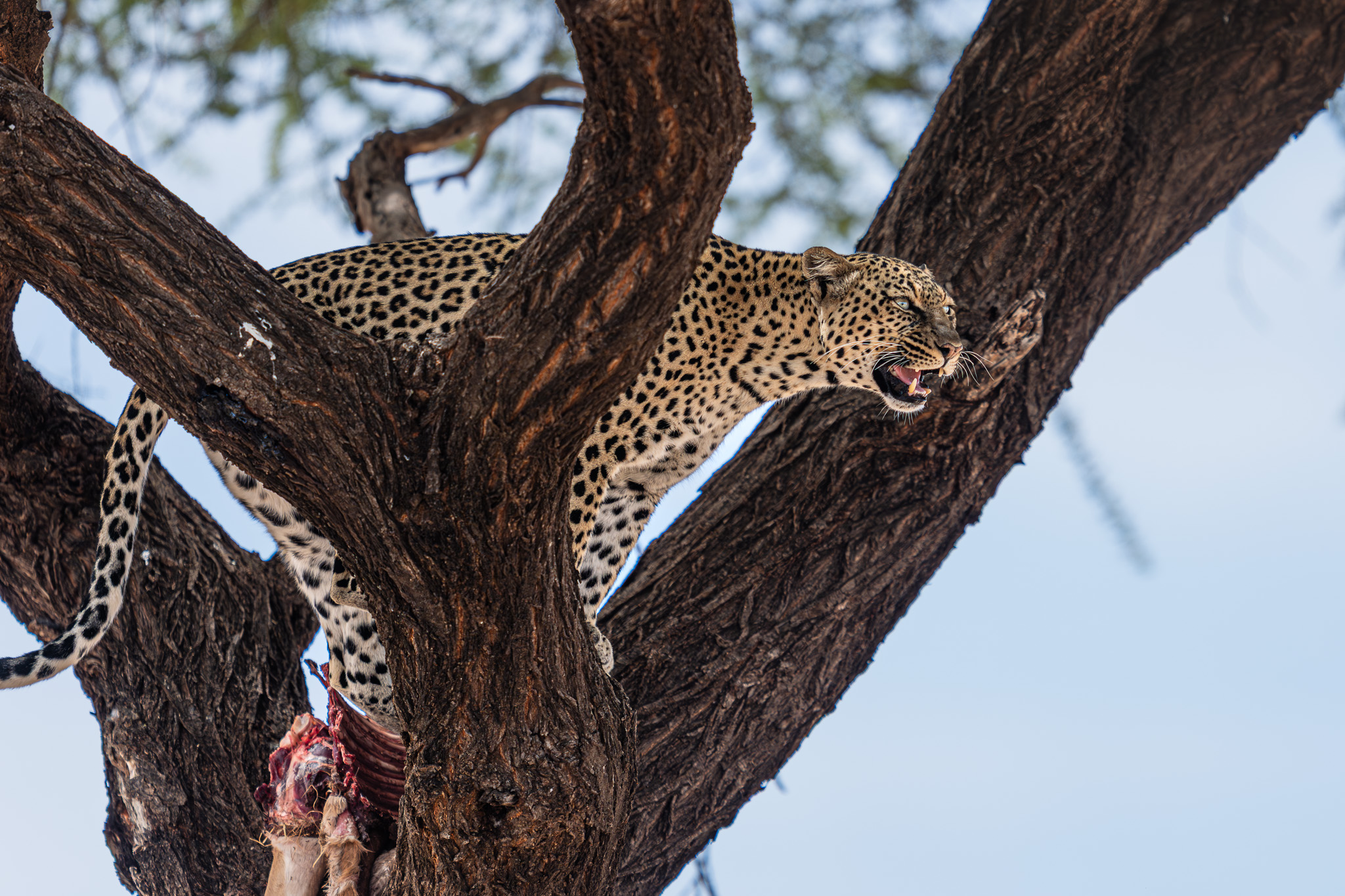 a leopard eating a carcass of a carcass in a tree
