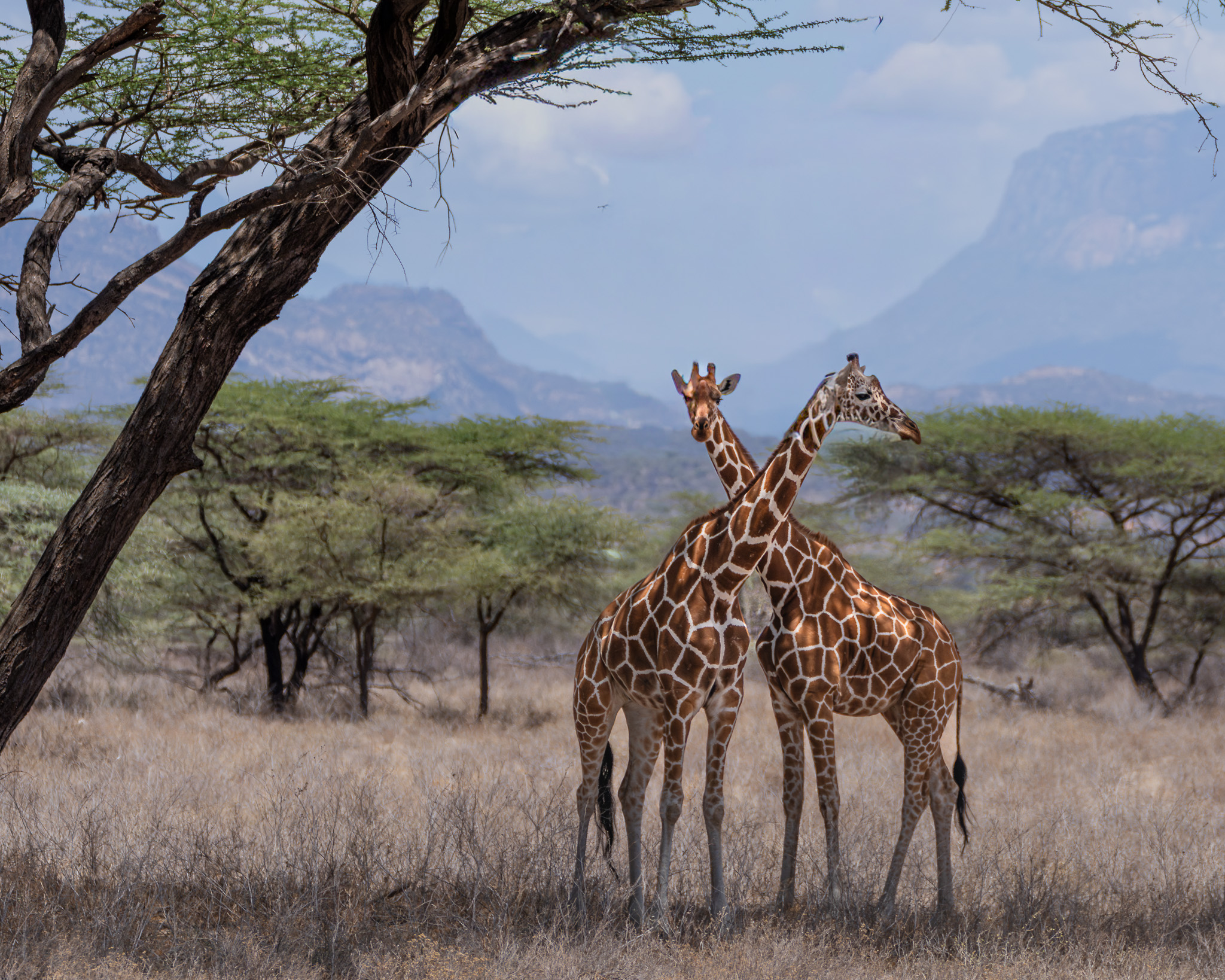 two giraffes standing next to each other in a grassy field