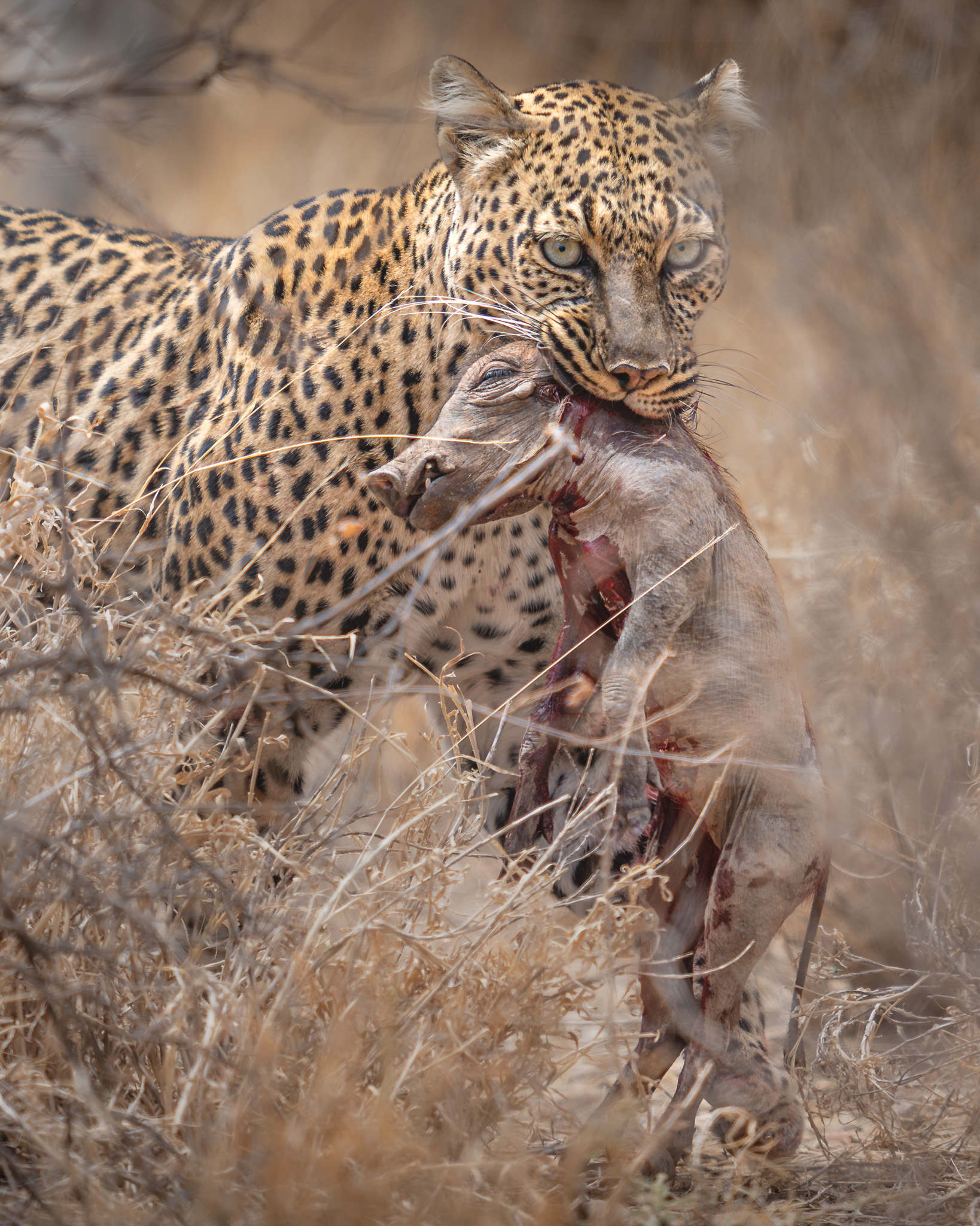 a leopard eating a animal