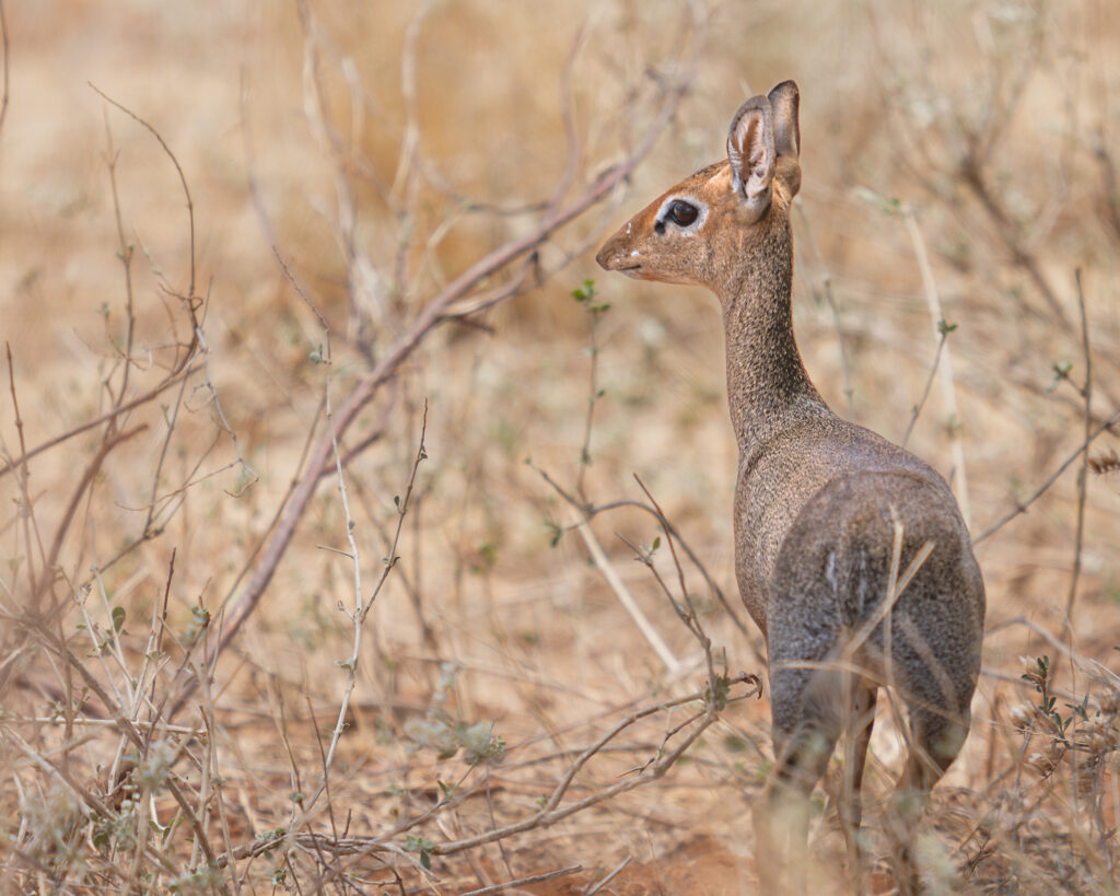 a small animal standing in dry brush