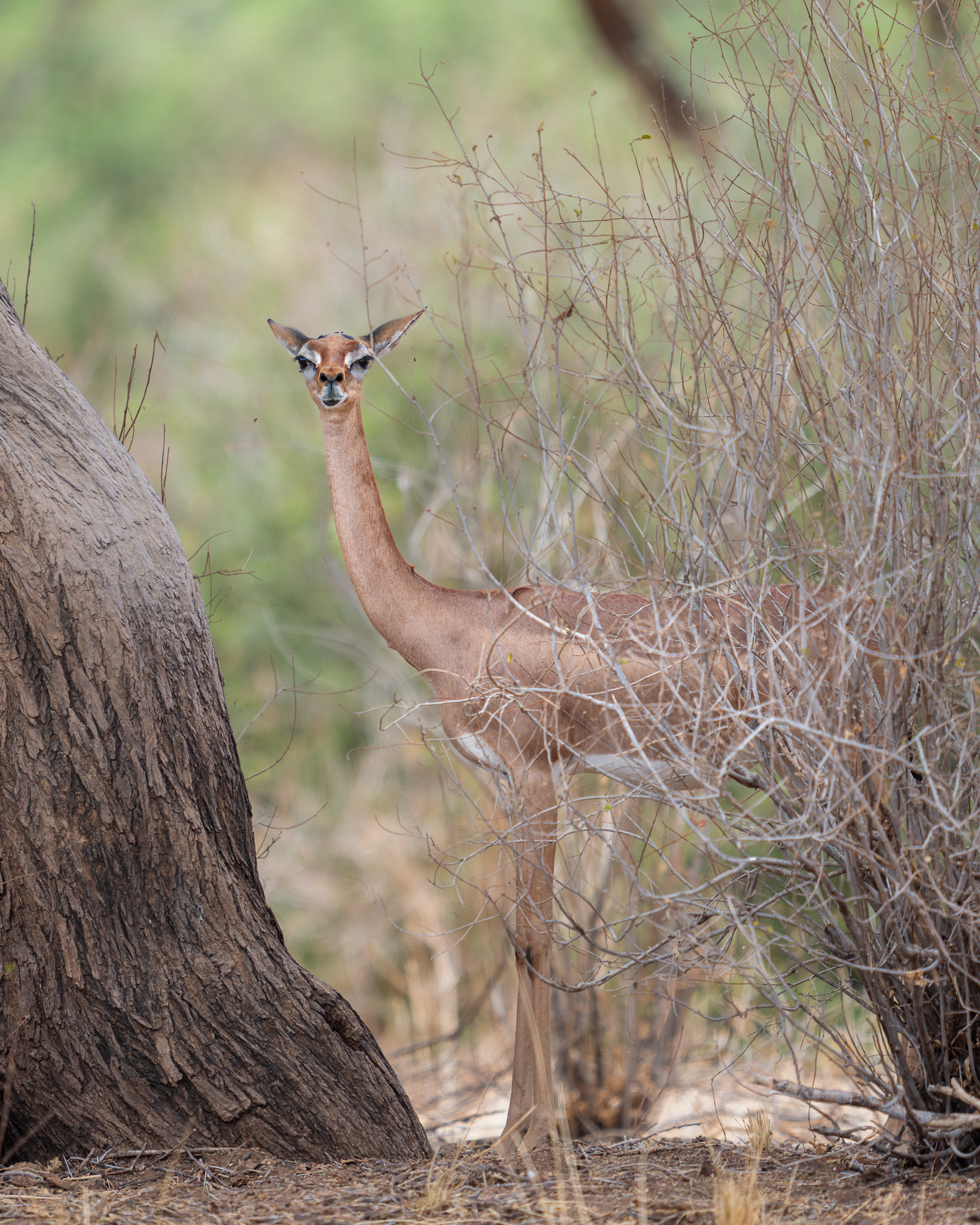 a deer standing in a bush