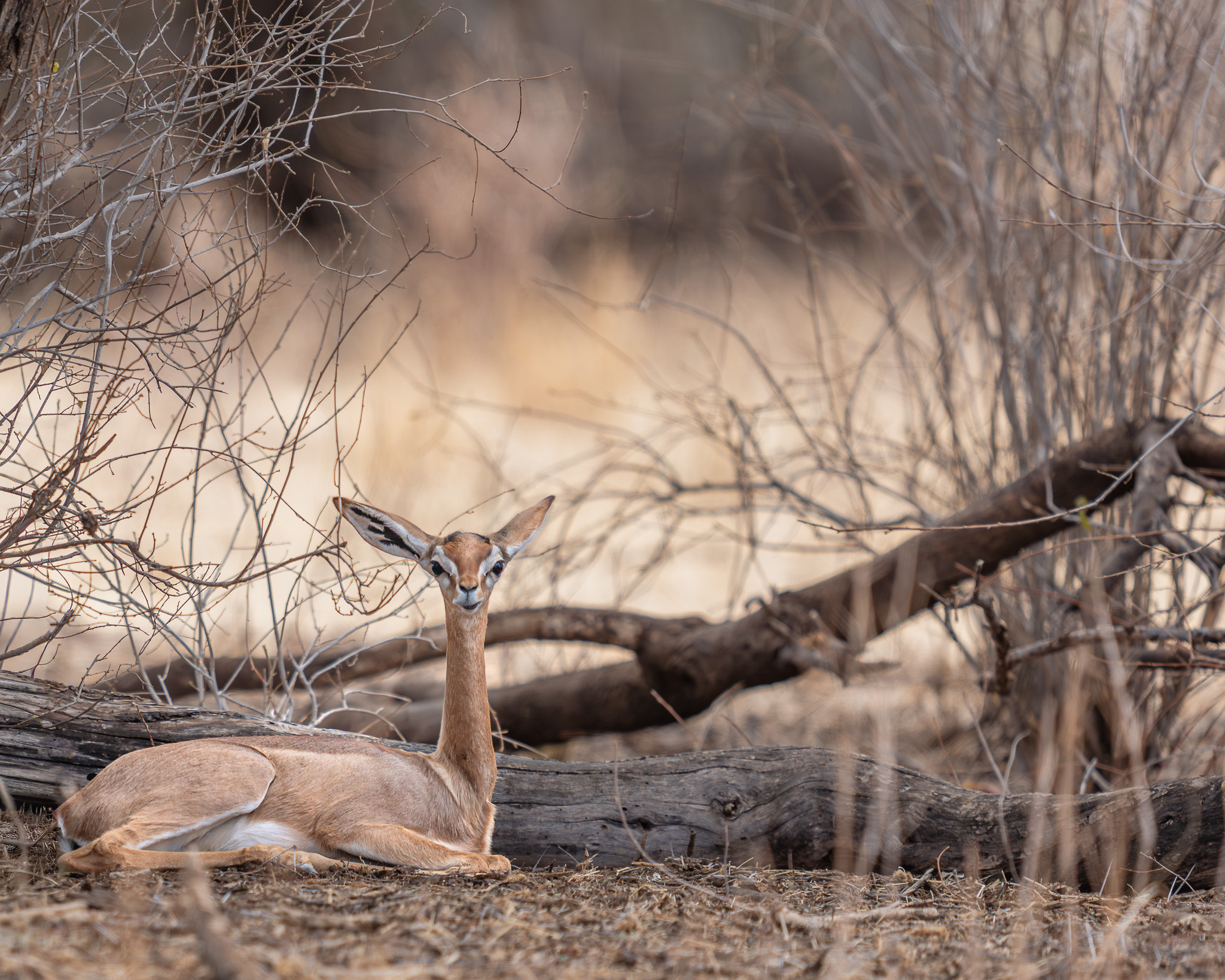 a deer lying in the grass