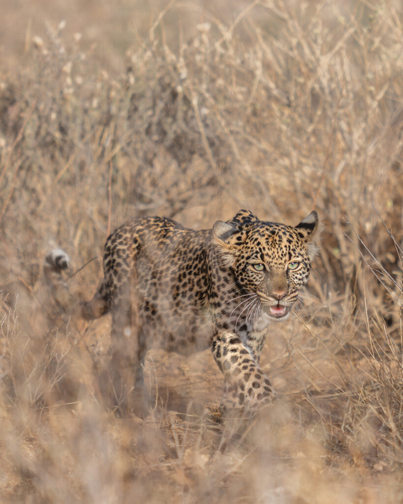 a leopard walking through tall grass