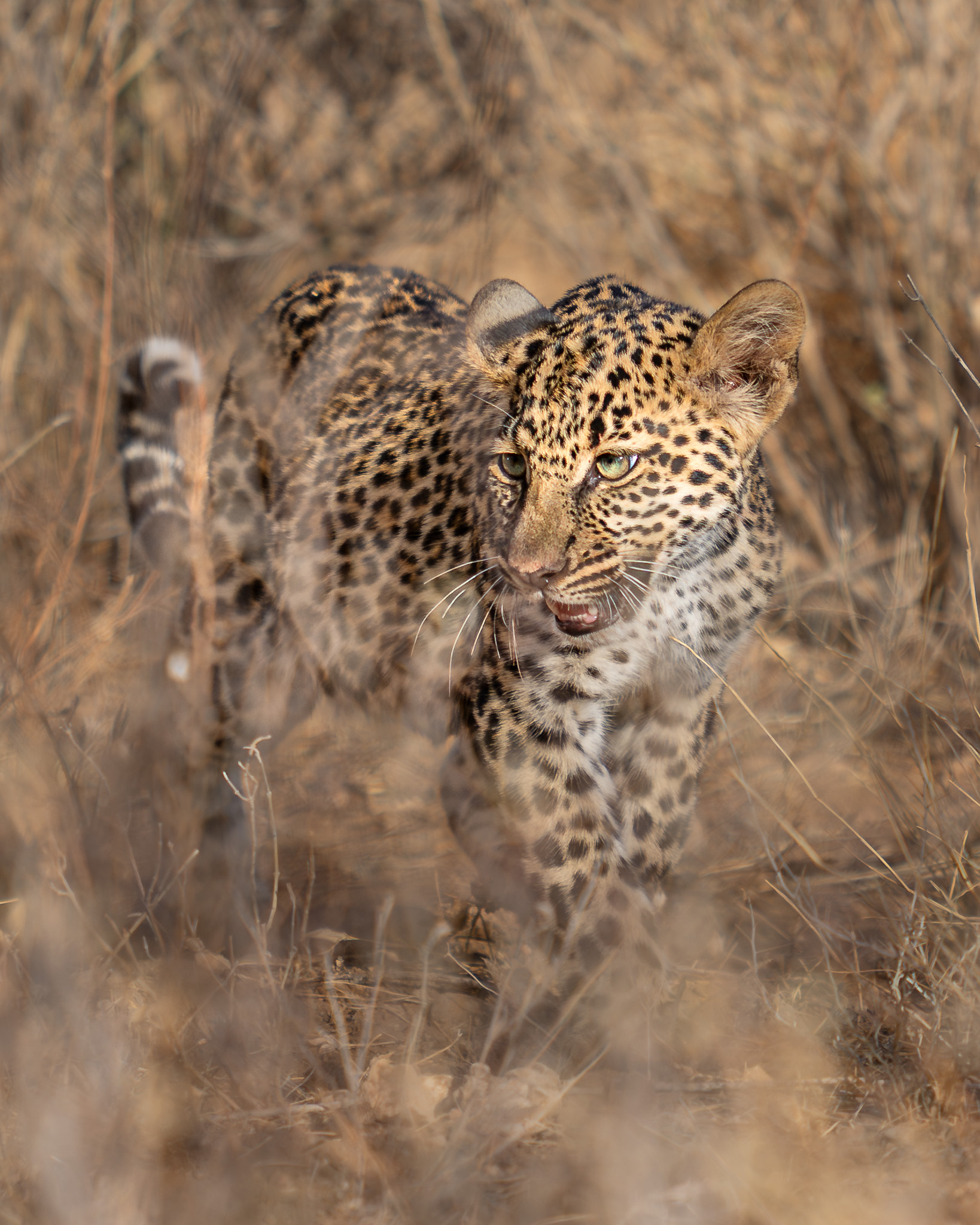 a leopard in the wild