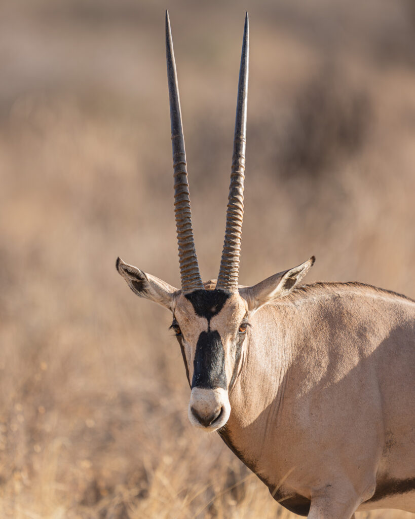 an animal with long horns