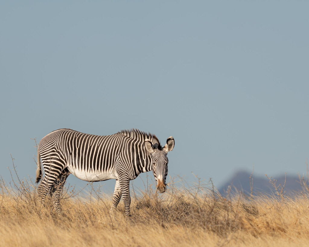 a zebra standing in a field