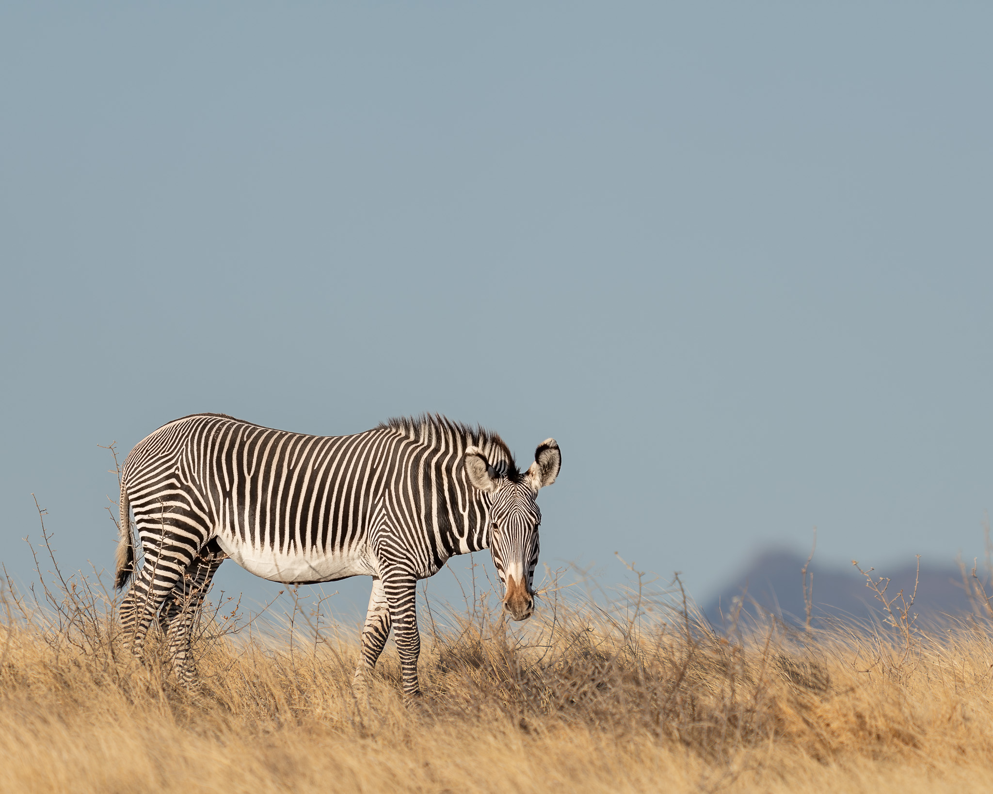 a zebra standing in a field