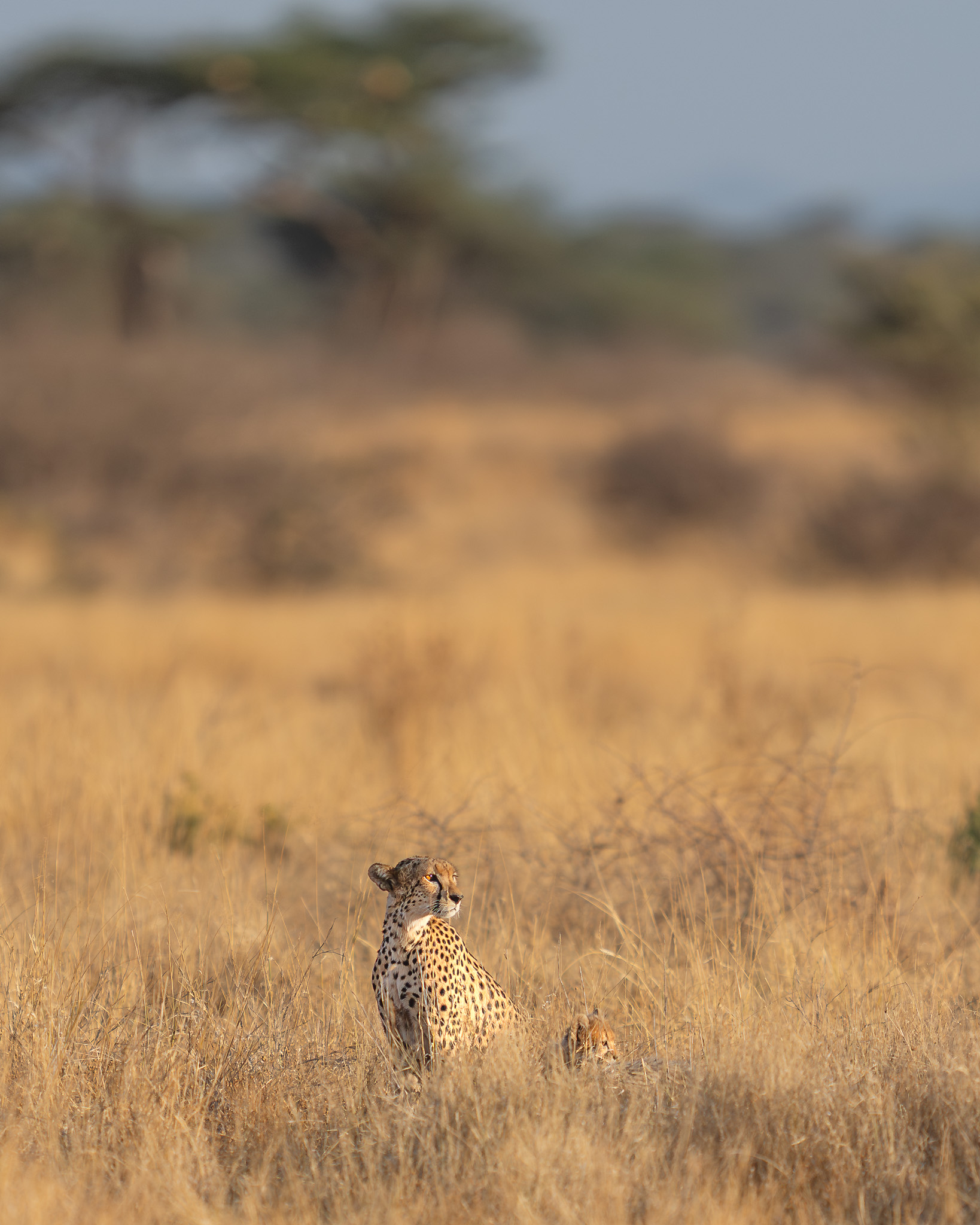 a cheetah in a field