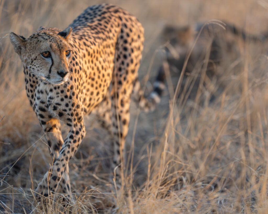 a cheetah walking through tall grass