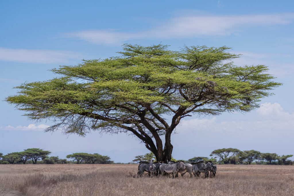 a group of zebras standing under a tree