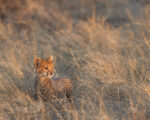 a cheetah in tall grass